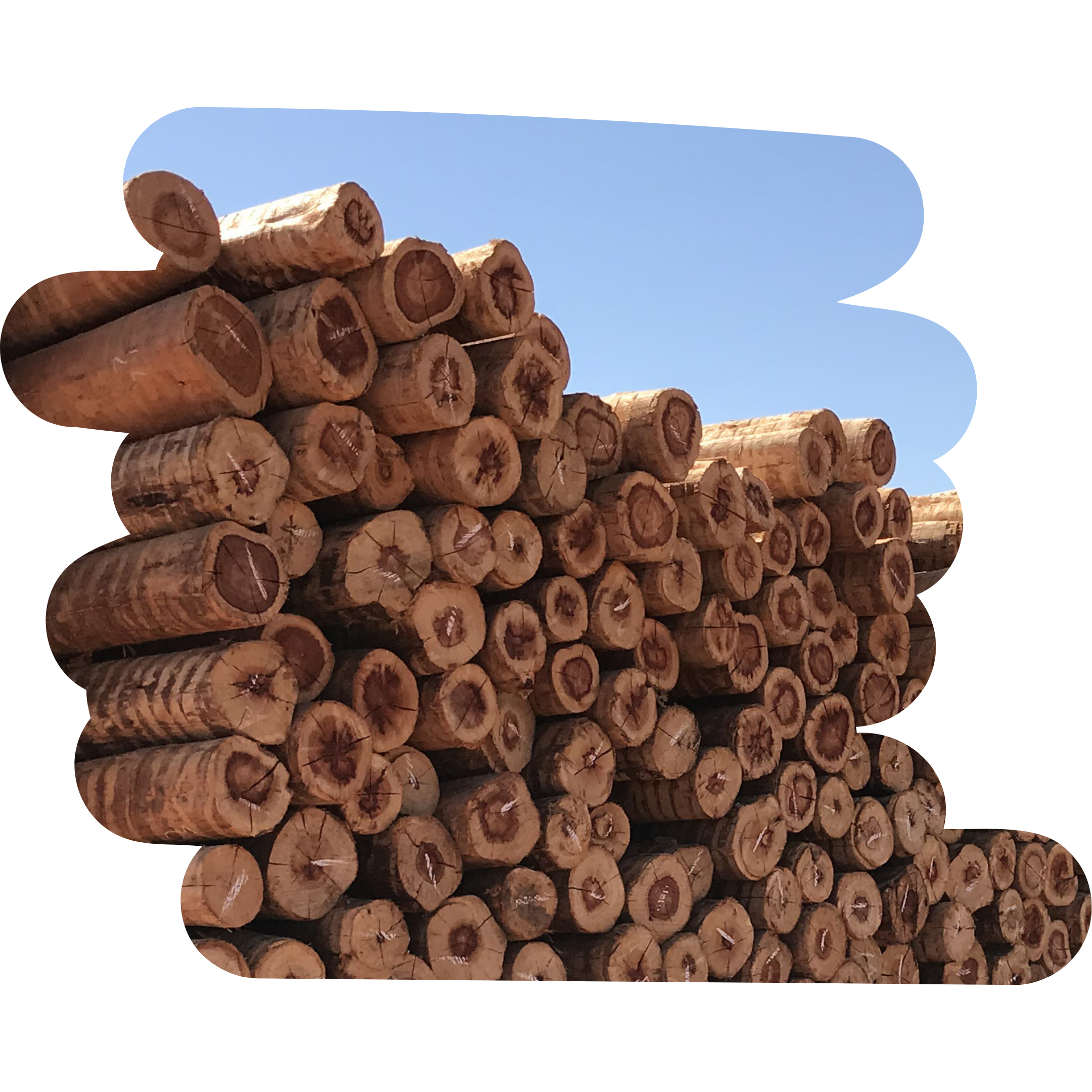 TITANO TE 12 A 14 X 2,20